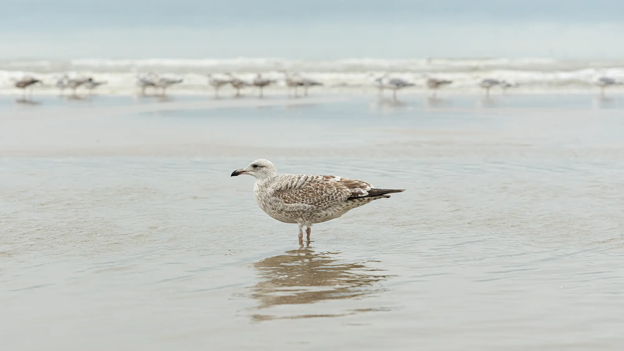 Strandwandeling